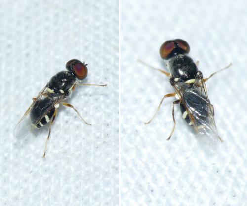 Réf. 264 984 : Oxycera sp.